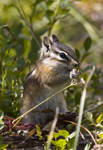 Chipmunk 8769